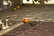 Dojrzała mandarynka spadła na chodnik