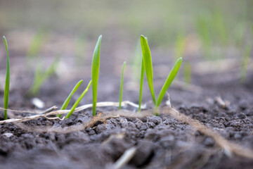 Wall Mural - Shoots of young winter wheat. Selective focus.