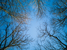 Looking Up At Trees In A Forest In Winter. Blue Sky Background