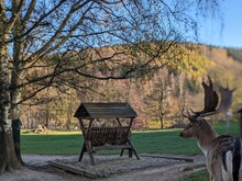 Deer On The Background Of The Forest Slope
