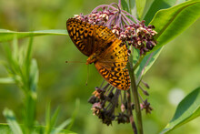Great Spangled Fritillary Butterfly Feeding On Joe Pye Weed 