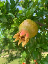 Young Pomegranate Fruit, Pomegranate On A Bush, Ripening Fruit, Branches And Leaves Of A Fruit Tree