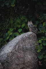 Wall Mural - Vertical shot of a spotted eagle-owl perched on the rock in the forest