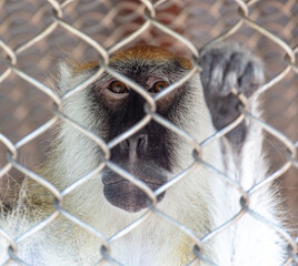 Sticker - Portrait of a monkey in a zoo cage.