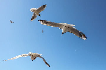 Wall Mural - A flock of seagulls in flight against a sky.