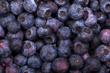 Wall Mural - Blueberry background