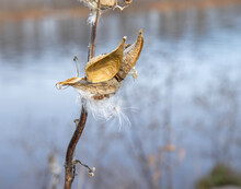 Macro Close Up Of Open Milkweed Pods Releasing Seeds In Front Of A River, Daytime, Sunny, Nobody