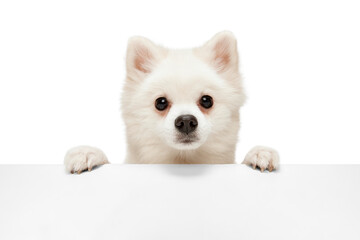 Wall Mural - Portrait of cute white Pomeranian spitz posing, peeking out table and looking isolated over white studio background