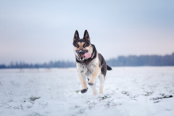 Wall Mural - dog in the snow. East european shepherd outdoors in winter 