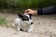 © Yuliya - Stray dog on the street.A man pats the head of a white pedigree dog on a deserted beach in the fall.Survival of stray dogs on the street.