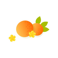 Wall Mural - Oranges from fruit tree vector illustration. Cartoon drawing of fruit isolated on white background. Nature, decoration, gardening concept