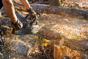 Poster - In aftermath of hurricane professionals are cutting down broken trunk trees with chainsaws