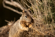 Arizona Gray Squirrel Eating Grass