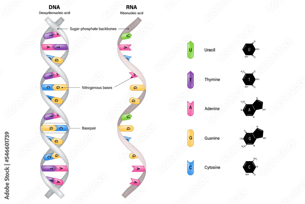 DNA and RNA structure. Deoxyribonucleic acid and Ribonucleic acid ...