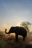 Fototapeta Zwierzęta - Vertical portrait of Thai elephant in the mist