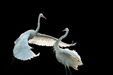 Naklejka na meble un'accesa discussione