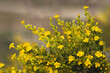 Kępy z małymi żółtymi kwiatkami