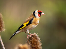 Goldfinch Feeding On A Teasel