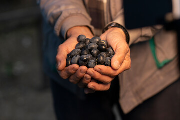 Wall Mural - The farmer shows in his hands the olives harvested from the olive tree