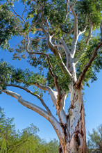 Looking Up At The Blue Sky Through The White Bark Branches Of A Eucalyptus Tree