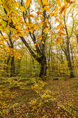 Wall Mural - Autumn beautiful forest in the mountains