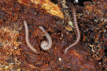Blaniulus Guttulatus, Commonly Known As The Spotted Snake Millipede Is A Species Of Millipede In The Family Blaniulidae. This Worm Living In The Soil. Destroys Seeds And Young Plants Of Many Species.