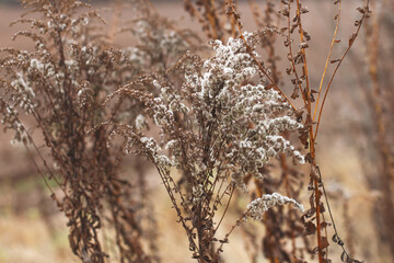 Wall Mural - Dry soft flowers in the field on beige background.