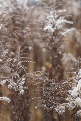 Wall Mural - Dry soft flowers in the field on beige background.