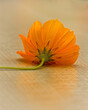 Orange Flower. Copy Space. Side view of flower on hard surface. Stock Image.