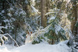 Jack Russell Terrier in a snowy forest. Dog outdoors in nature