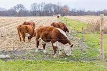 Hereford Beef Cows Grazing In The Corner Of A Harvested Corn Field With A Barbed Wire Electric Fence.