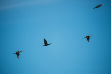 Low Angle View Of Cormorants Flying In Clear Blue Sky