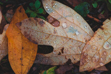 Close-up Of Wet Fallen Leaves On Field During Autumn At Park