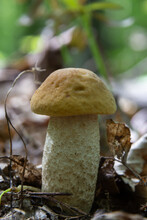 Edible Mushroom Leccinum Pseudoscabrum In Deciduous Forest. Known As Hazel Bolete. Wild Mushroom Growing In The Leaves