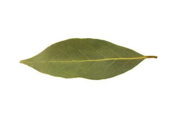 bay leaf isolated