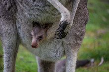 Baby Joey Peeks Out Of His Mother's Pouch