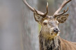 © Cavan Images - Portrait of single adult stag standing in pine forest