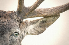 Red Deer Eye And Antler (Cervus Elaphus). Classic Portrait Of A Red Deer Shot Against A White Background.