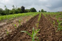 Low Angle View Of Seedlings And Crop Rows In Spring