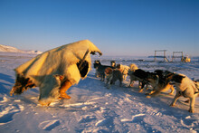 Inuit Hunters Train Dogs.