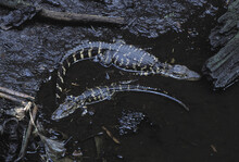 Alligators Rest In The Waters Of A Florida Preserve, USA.