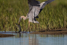 Great Blue Heron Catching Striped Bass In Restored Salt Pond In San Pablo Bay, California, USA