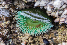 A Close-up Shot Of An Anemone In A Tide Pool In The Pacific North-west.