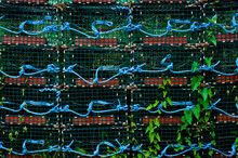 Stacks Of Lobster Traps Roped Together With Vines Growing Up Through Traps On Monhegan Island, Maine.