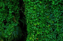 Towering Lush Green Vines, Trees  And Plants Grow In The Gardens At The Ancient Spanish Monastery In North Miami Beach, Florida In The Summer Heat.