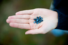 A Woman Holds Freshly Picked Wild Blueberries In Her Hand In Bar Harbor, Maine.