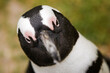 © Cavan Images - A detailed head shot of an endangered African penguin at Boulders Beach penguin colony, Simonstown, South Africa.
