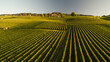 © Cavan Images - Green vineyards at sunset
