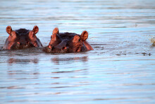 Hippopotamus -Hippopotamus Amphibius
