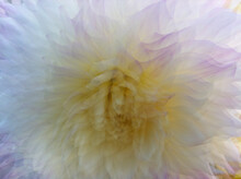 Abstract Anemone Blossom In White With Purple Tips And Yellow Center.